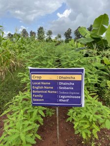 Crop museum crops
