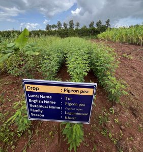 Crop museum kharif (2)