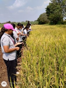 Observing crop growth stages