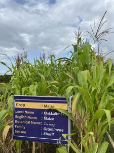 crop museum kharif (3)