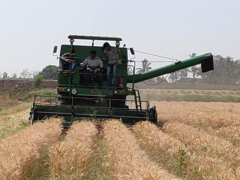 Harvesting of Wheat
