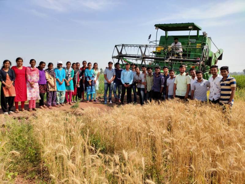 Harvesting of Wheat (2)