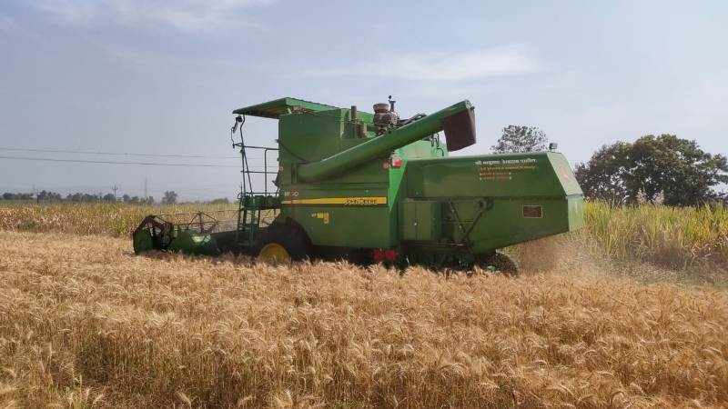 Harvesting of Wheat (4)
